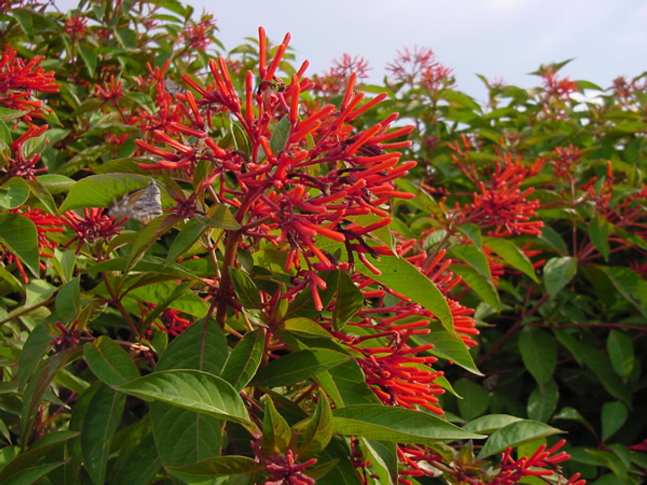 Firebush5