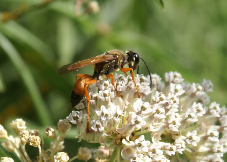 Do Wasps Nectar from Milkweed Flowers?