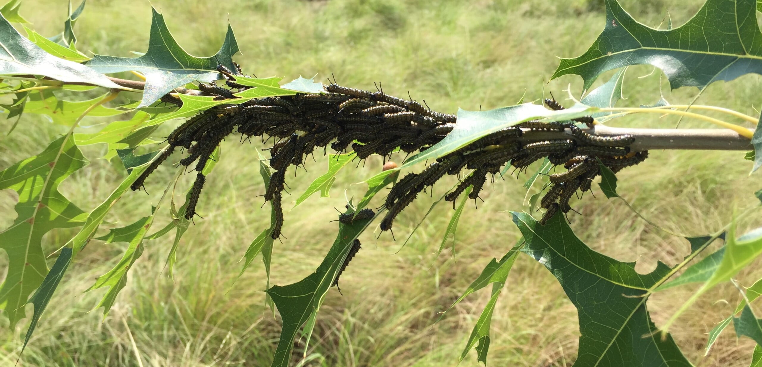 Gregarious larvae cropped reduced