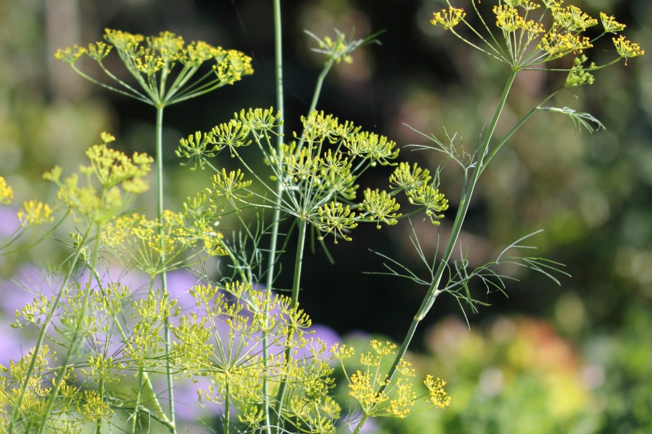 Growing dill tasty herb health benefits