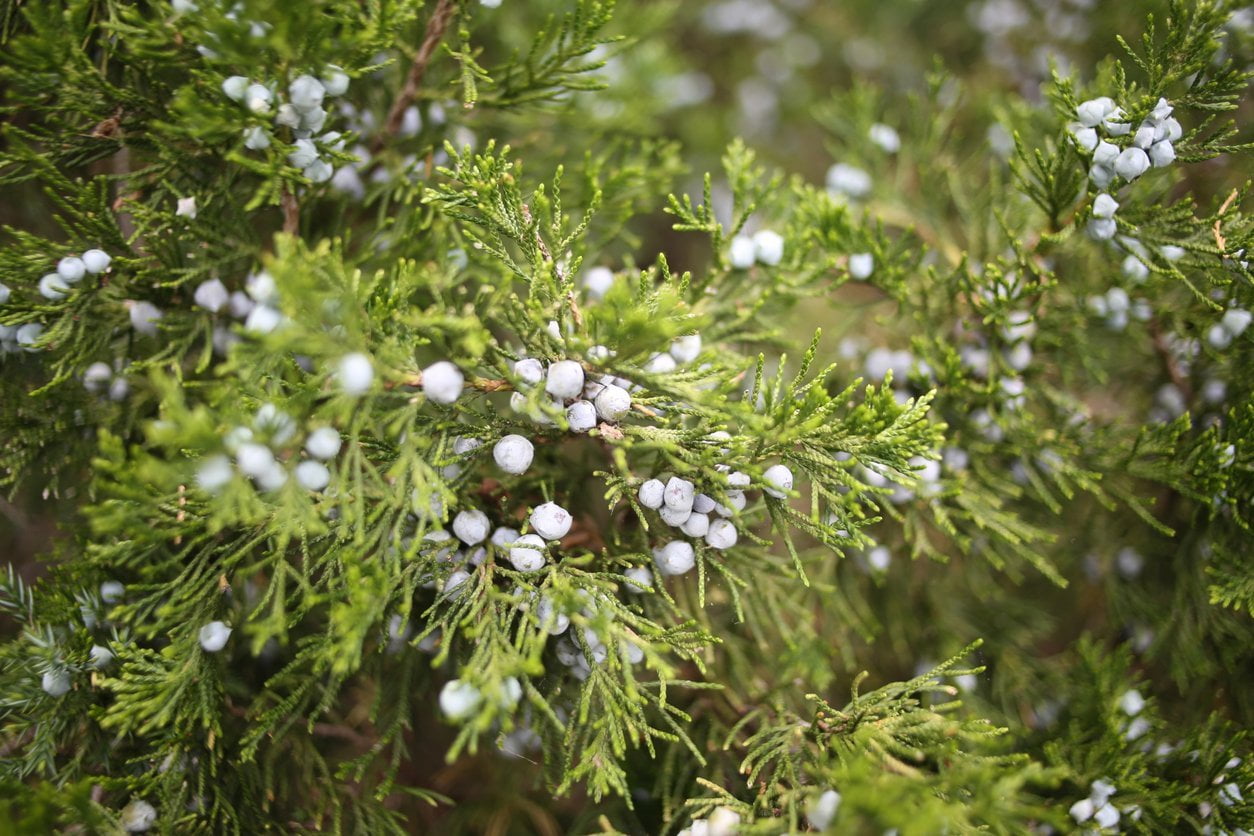 Eastern red cedar Red Juniper Berries