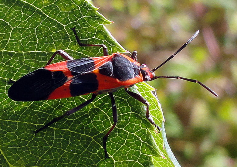 Large milkweed bug anna