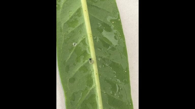 Do Monarch Caterpillars Need Water?