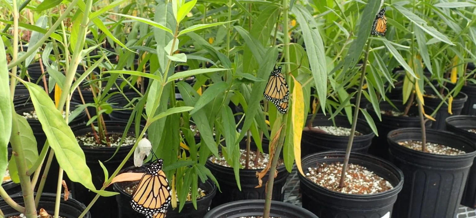 Milkweed in containers e1593214542530 1536x703