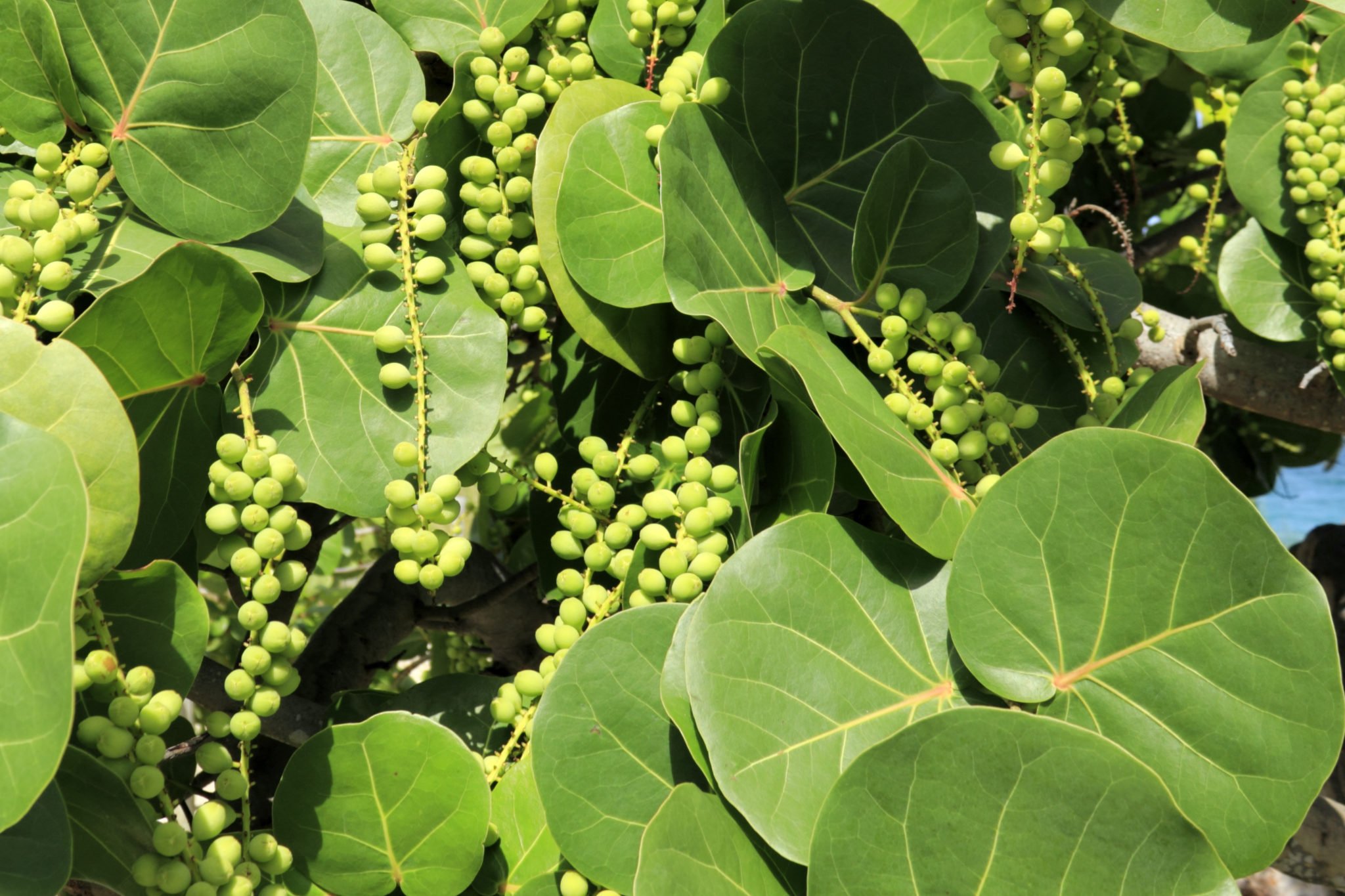 Sea Grape Leaves and Berries