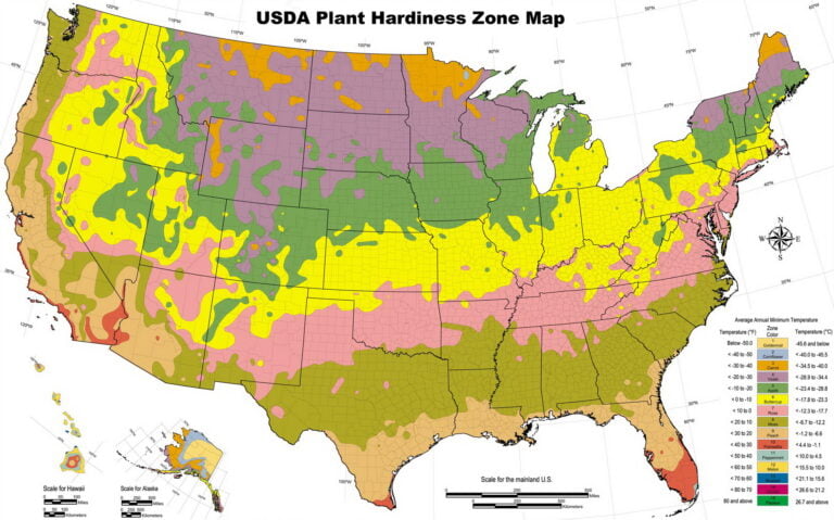 When to Plant Dill for the USDA Zones of the U.S.