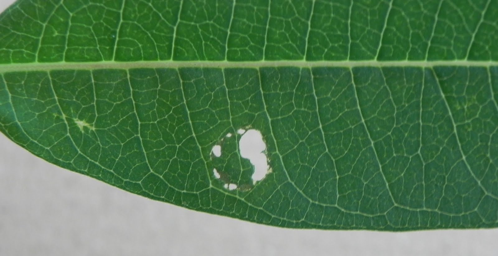 1 milkweed leaf topside