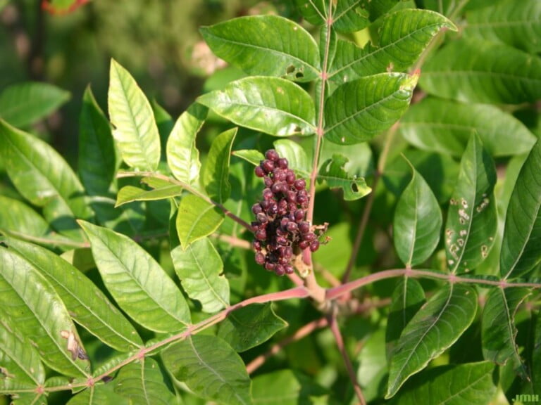 The Ecological Importance of Winged Sumac: A Versatile Plant of the Southeastern U.S.