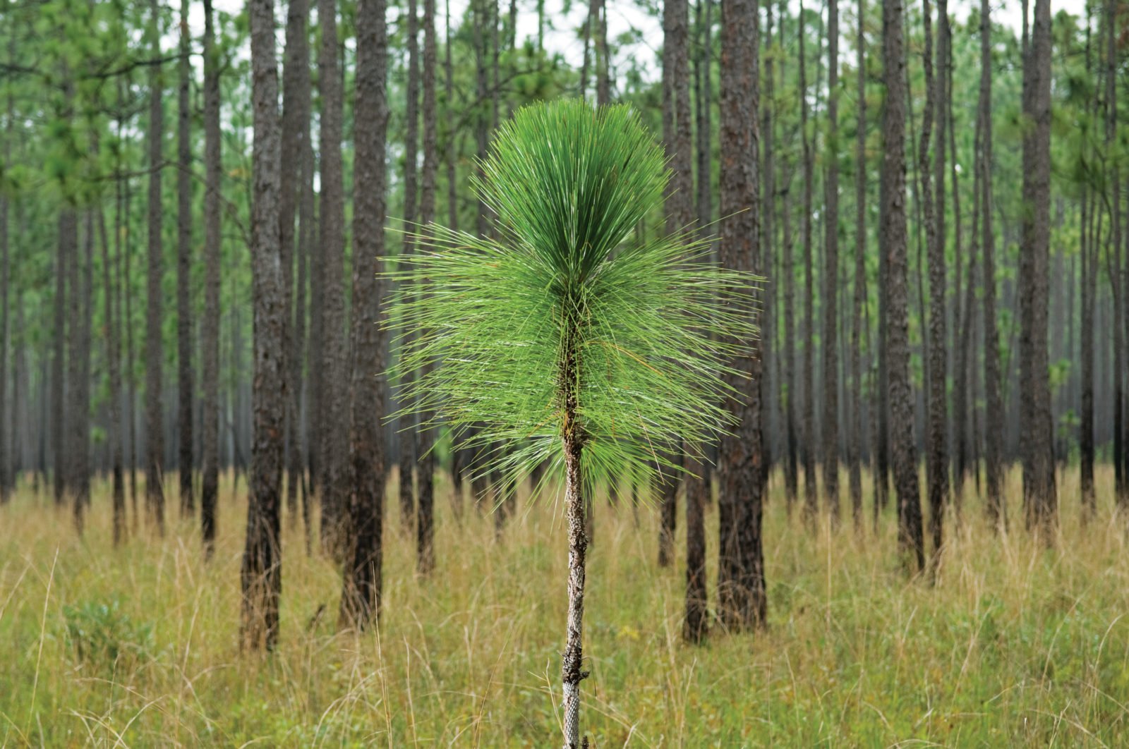 GG0108 LongleafPine 05 1600x1062