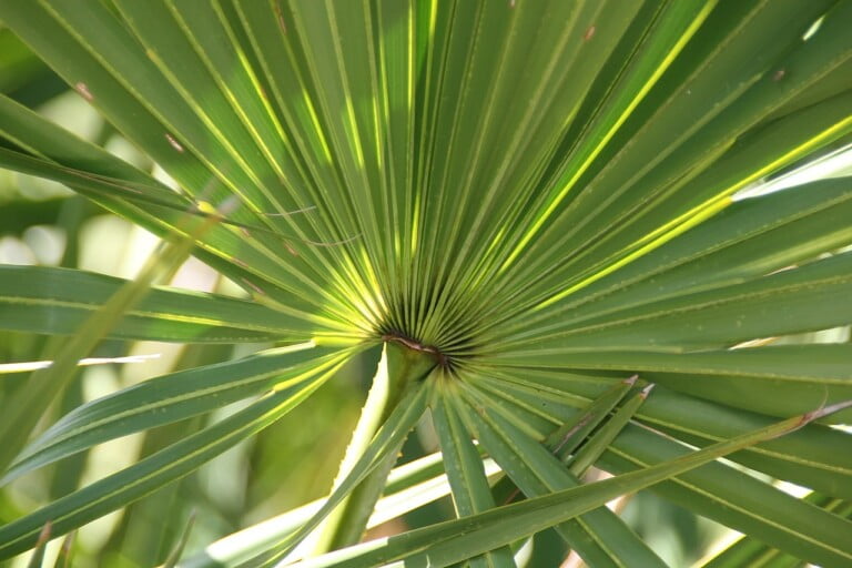 Germinating Saw Palmetto Seeds