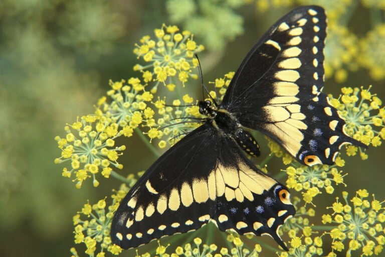 Cultivating Dill for Black Swallowtail Butterflies in Florida’s Fall