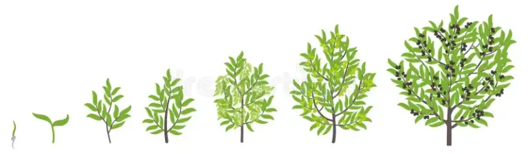 Germinating Olive Seeds