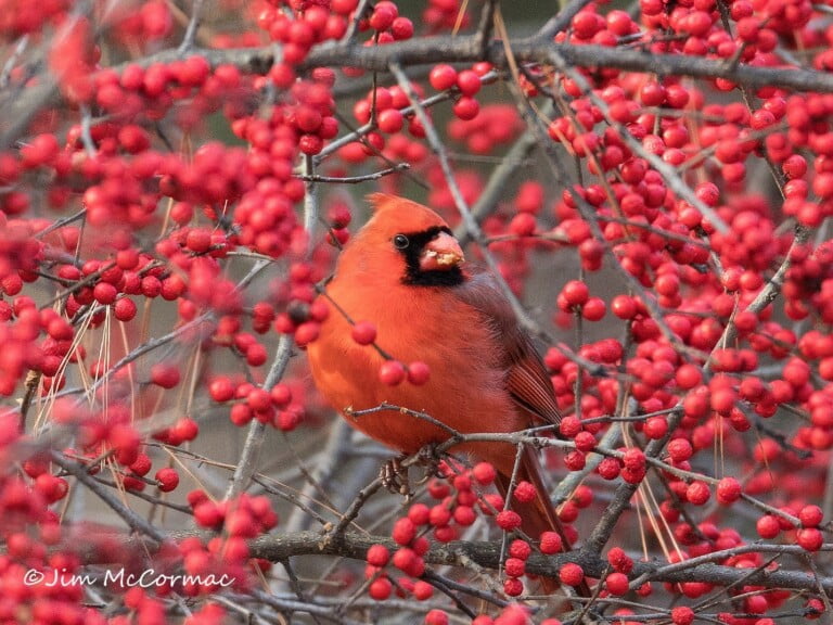 Butterfly Shelter Plants for Cardinals