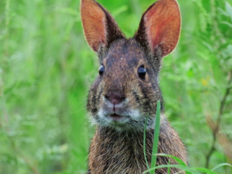 The Marsh Rabbit: Enhancing Backyard Habitats for Wildlife and Beauty