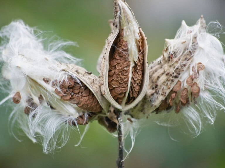 Milkweed Comas