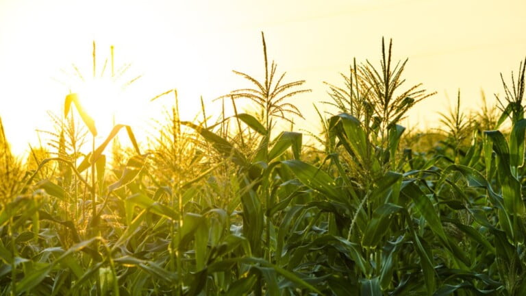 From Seed to Cob: A Floridian’s Guide to Yellow Dent Corn