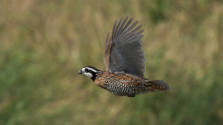 The Benefits of American Black Nightshade (Solanum americanum Mill.) for Bobwhite Quail in Florida and the Southeast