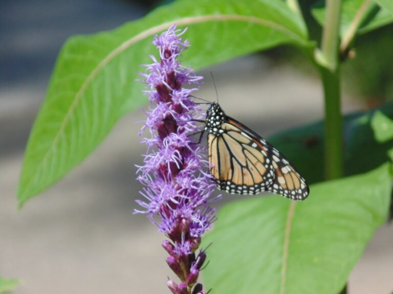 Prairie Blazing Star: A Gem for Butterfly Gardens