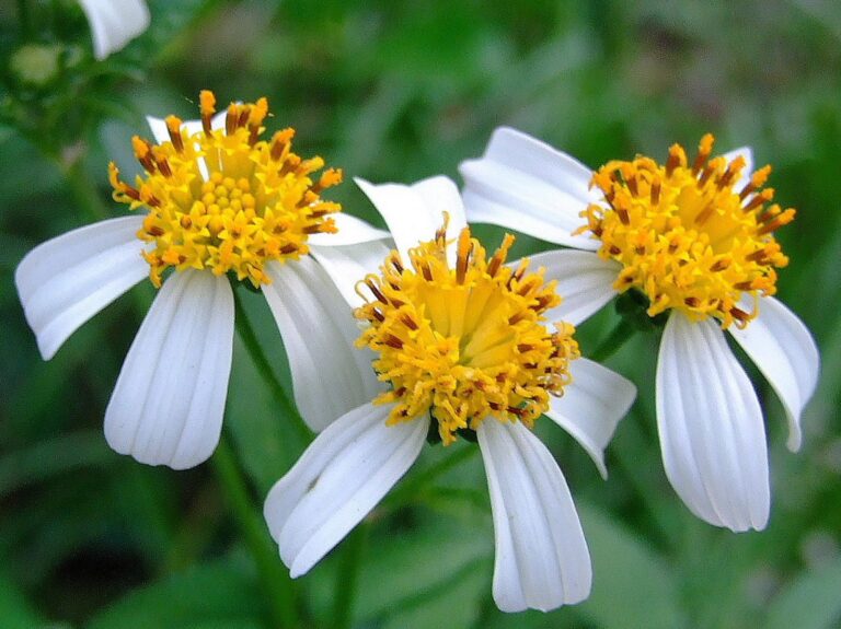 Butterfly Needle (Bidens Alba): A Perfect Plant for Your Butterfly Garden