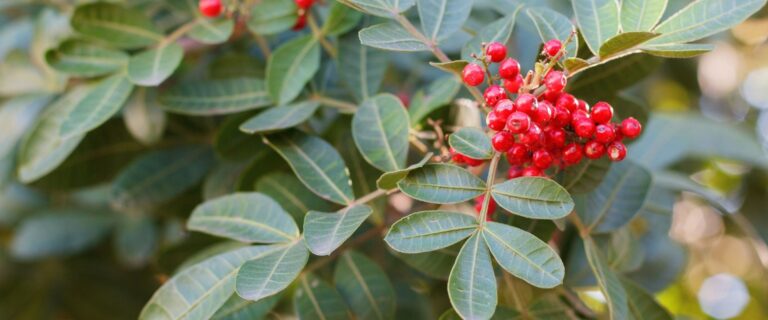Florida Brazilian Peppertree Eradication Program