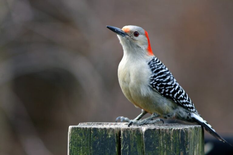 Red-Bellied Woodpecker