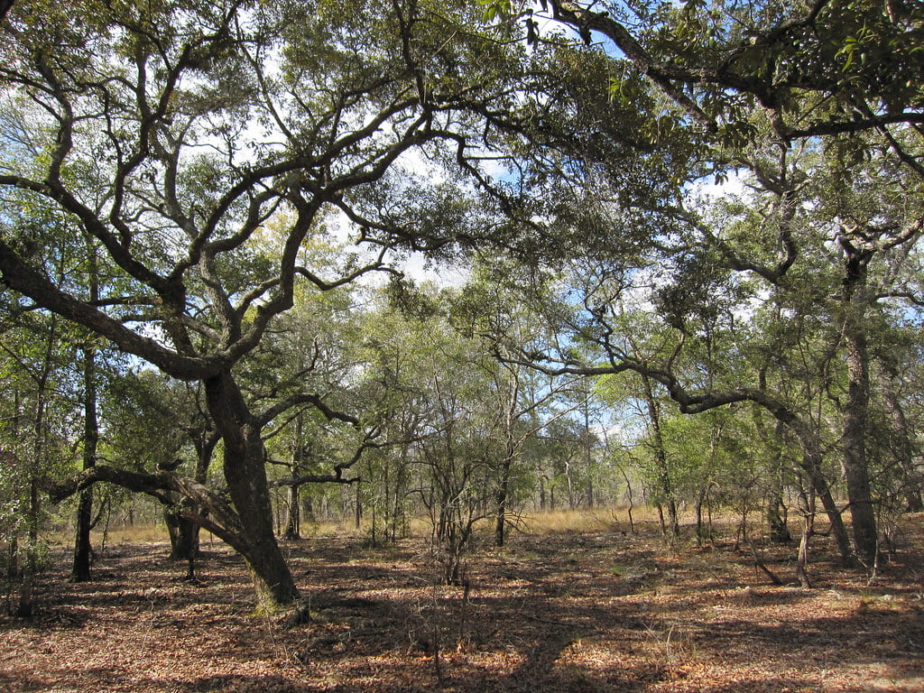 SandLiveOak
