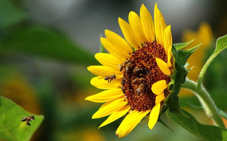 Introducing “Pollinator Density”