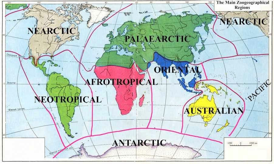 Zoogeographical regions