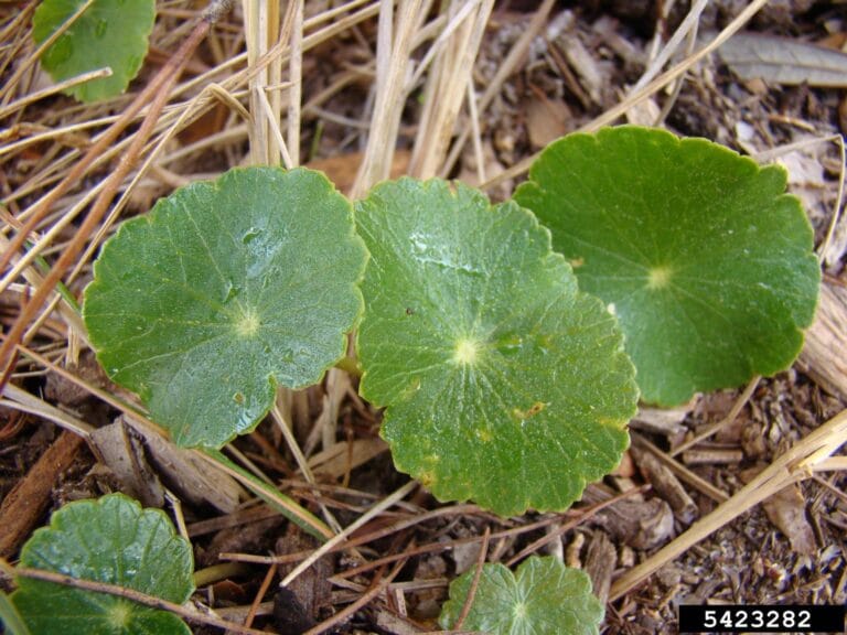 Why Florida’s “Dollarweed” Deserves a New Name: Meet the Butterflies that Call Hydrocotyle Home