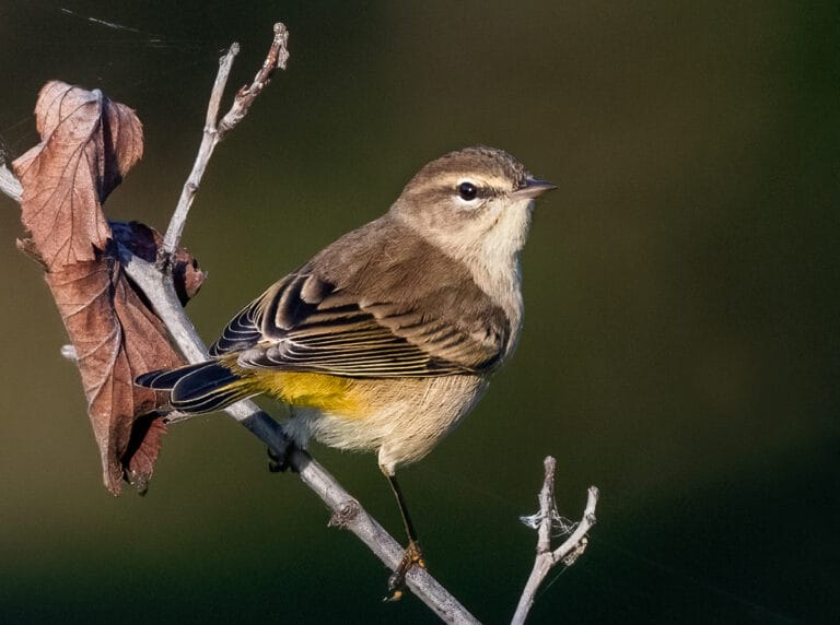 Creating an Ecological Haven for Warblers: A Gardener’s Guide