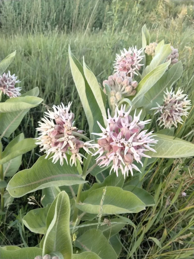 The Majesty of Showy Milkweed (Asclepias speciosa): A Desert Bloom with a Monarch’s Calling