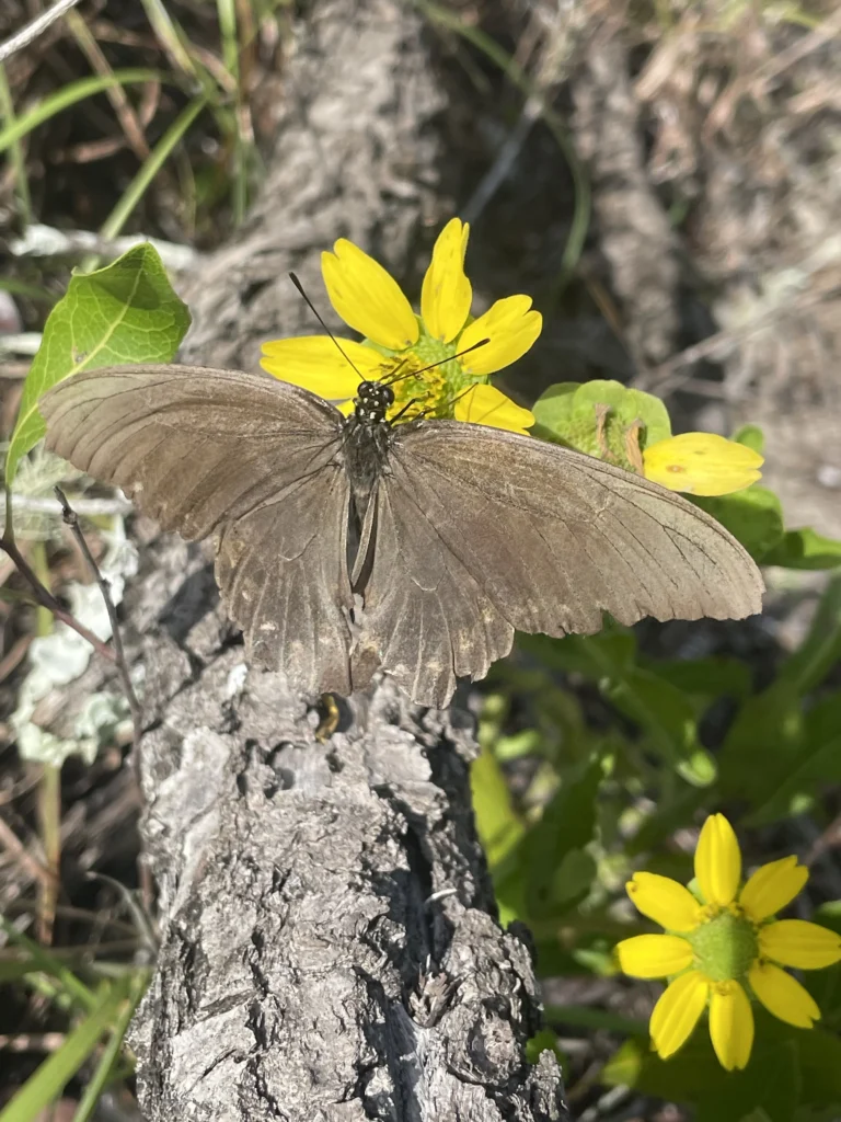 Misidentification of Swallowtails in the Absence of Host Plants: A Case Study from the Lake Wales Ridge