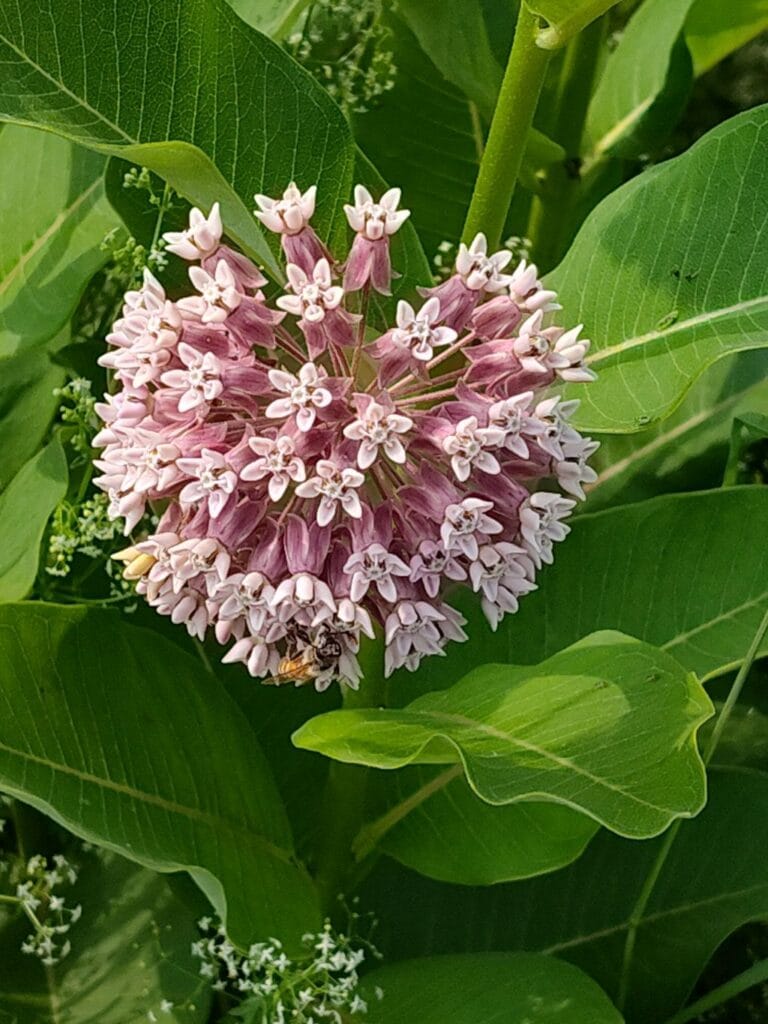 Introducing “UnCommon Milkweed” – A Monarch Superhost for Zones 3–8