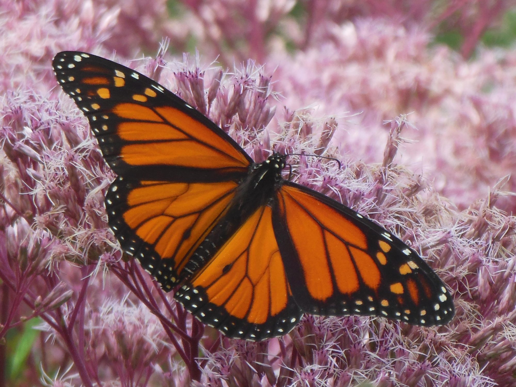 monarch-butterfly-the-right-thing-to-do