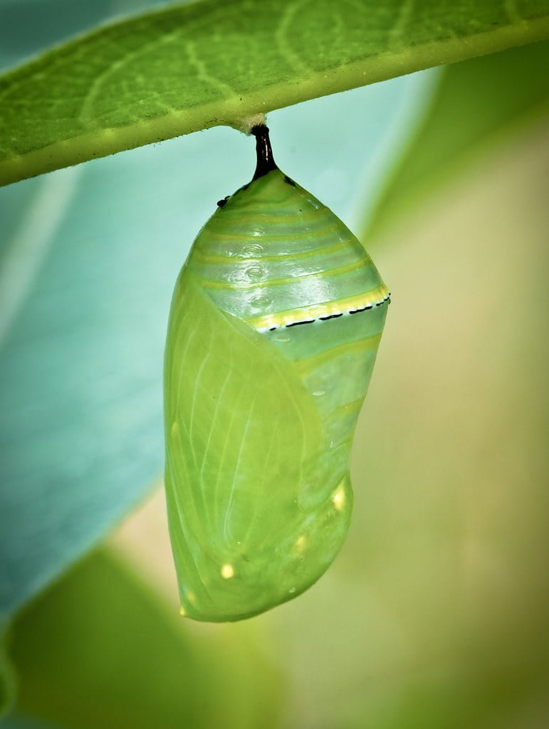 What are Some Things Kids Can Do to Help Save the Butterflies? - Johnny ...