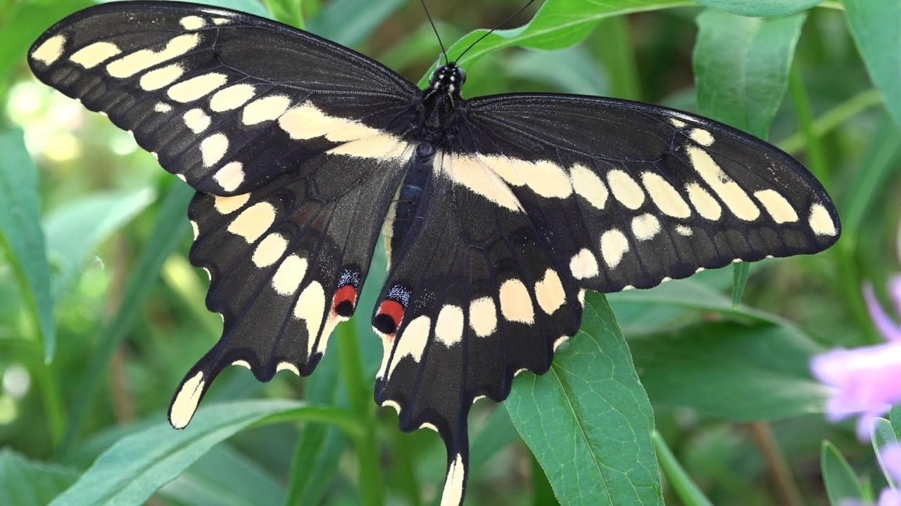 What S The Difference Between An Eastern Tiger Swallowtail And An