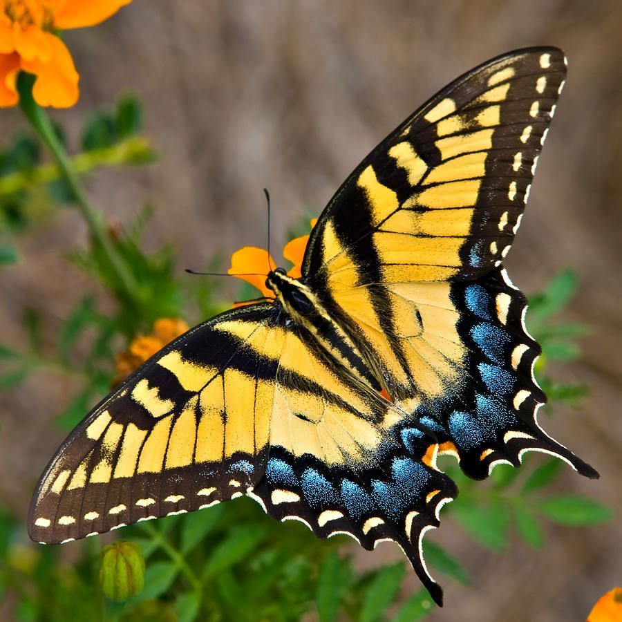 What's the Difference Between an Eastern Tiger Swallowtail and an ...