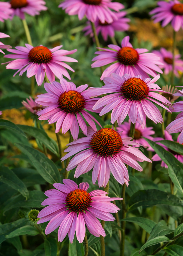 50 Organic Purple Coneflower Seeds (Echinacea purpurea) for North ...