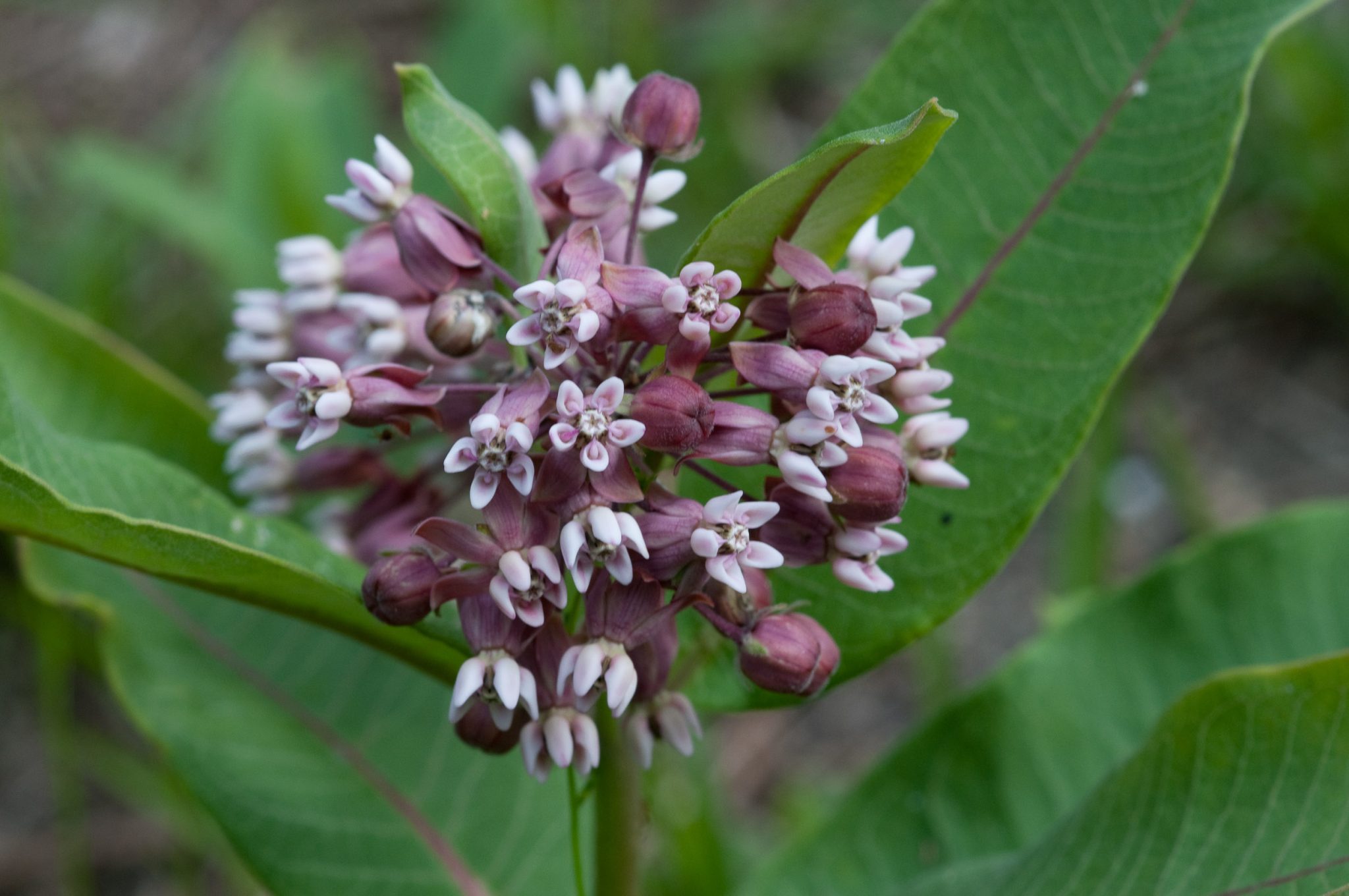 What are the Milkweed (Asclepias) Species of Canada? - Johnny Butterflyseed