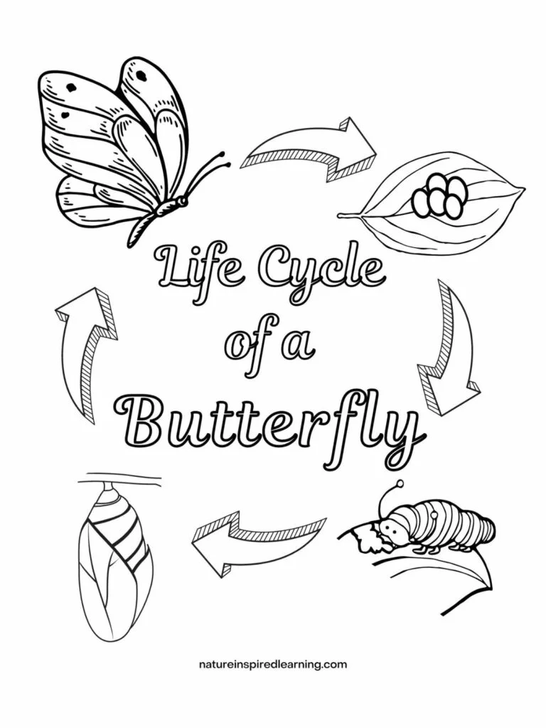 How to Draw the Parts of a Butterfly Life Cycle: 5 Steps