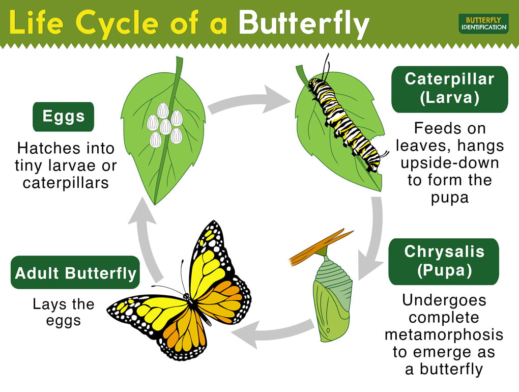 What is the life cycle of butterfly?