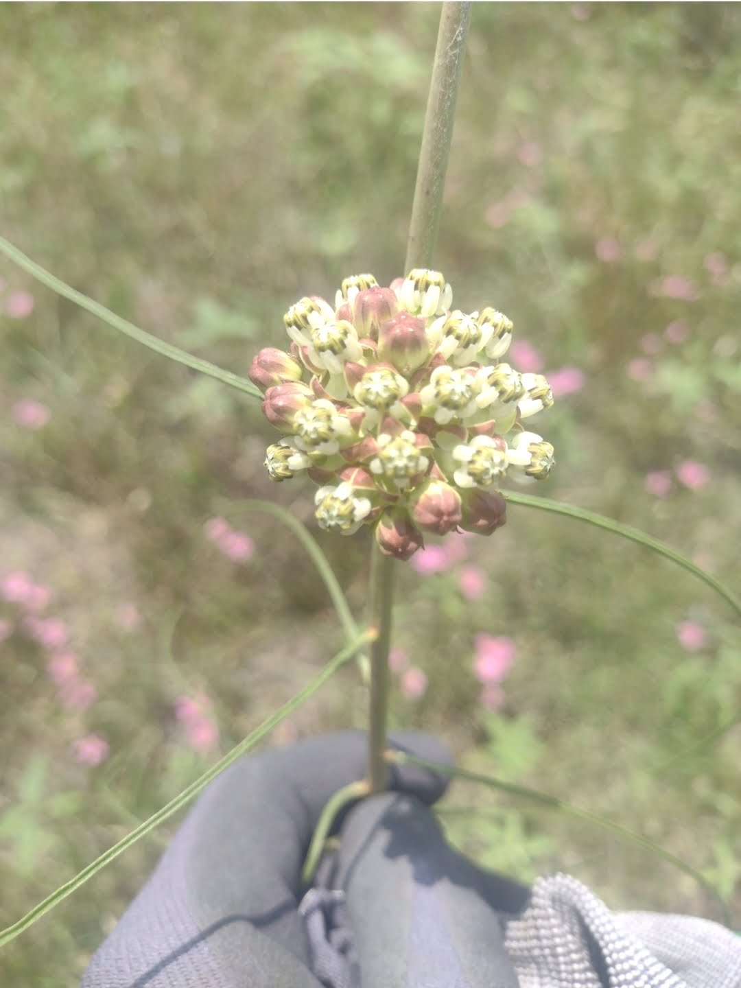 Which U.S. States Have Endangered Milkweed Species? - Johnny Butterflyseed