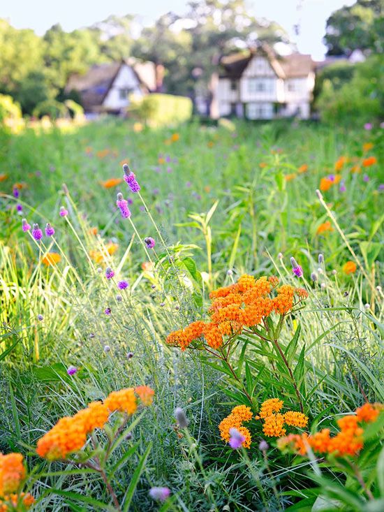 Monarch Butterfly Garden Kit -28 Species of Perennial Milkweed and  Wildflower Seeds - If You Grow it Monarchs Will Come - Kids STEM Project -  Create a