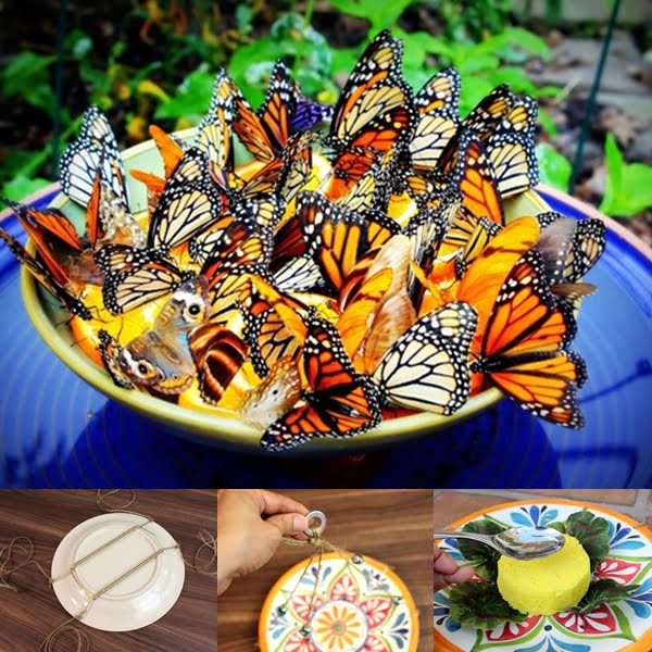 How to feed butterflies in captivity with artificial feeders Blog