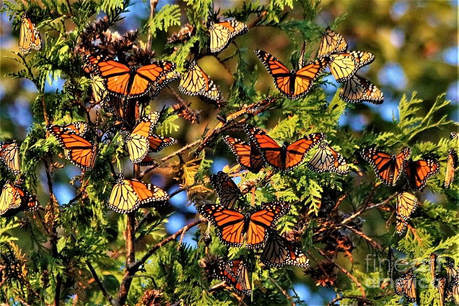 Do Monarch Butterflies Really 