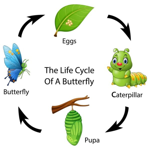 The Butterfly Lifecycle - Simplified! - Johnny Butterflyseed