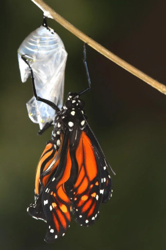 How Long Does a Monarch Caterpillar Stay in its Chrysalis