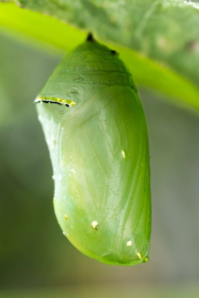 How Long Does A Monarch Caterpillar Stay In Its Chrysalis? - Johnny 