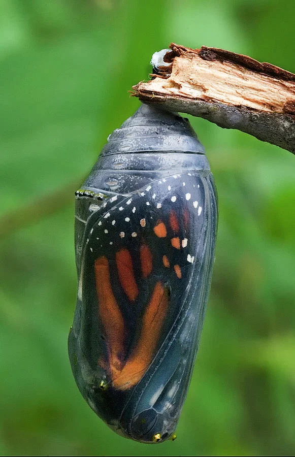 What Happens if You Touch a Monarch Butterfly s chrysalis