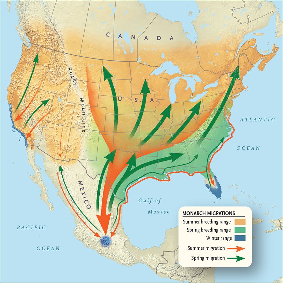 Monarch Butterfly Migration Map - Johnny Butterflyseed